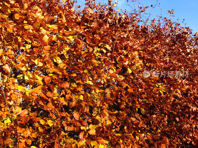 山毛榉树篱，枯黄的秋叶/秋色